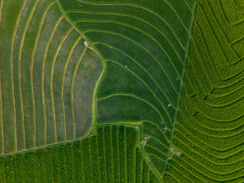 Aerial view of Soka Rice Field with lush green terraced paddies and intricate geometric patterns in the agricultural landscape of Selemadeg, Bali, Indonesia.