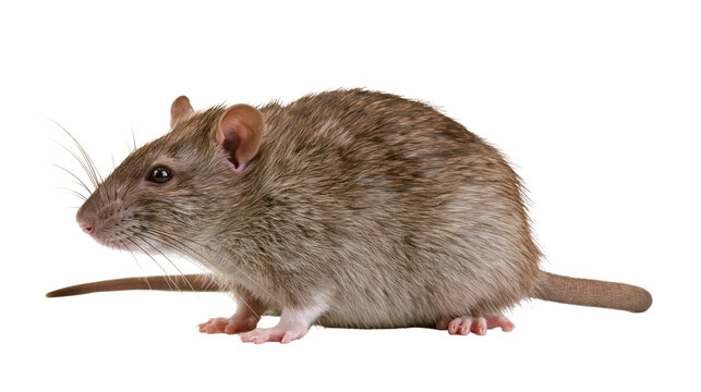 Brown rat with long tail and whiskers, isolated on transparent background