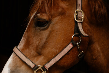 Tight close view of chestnut horse face with white blaze down forehead and muzzle, soft reddish mane strands over brow, dark expressive eye, and coarse coat texture in calm rustic farm light © Kaplitskaya Love