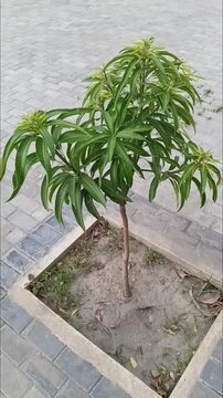 Vertical Shot of Thriving Young Grafted Willard Mango Sapling Mangifera Indica Growing Outdoors in Daylight