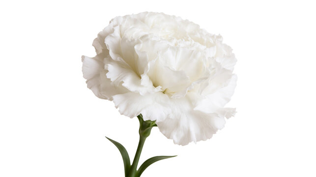Fluffy white carnation flower with green stem and leaves, isolated on transparent background