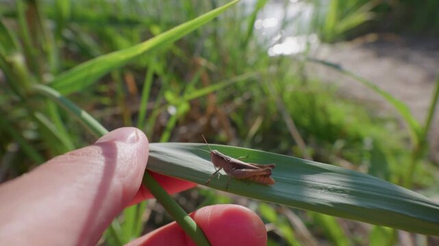 A human hand carefully holds a green blade of grass with a brown grasshopper resting on it. Bright sunlight illuminates the meadow scenery. Soft natural focus frames the encounter.