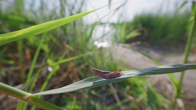 A small brown grasshopper rests on a lush green blade of reed grass beside a sparkling riverbank. Representing wetland ecology, riverside biodiversity, and organic nature themes.