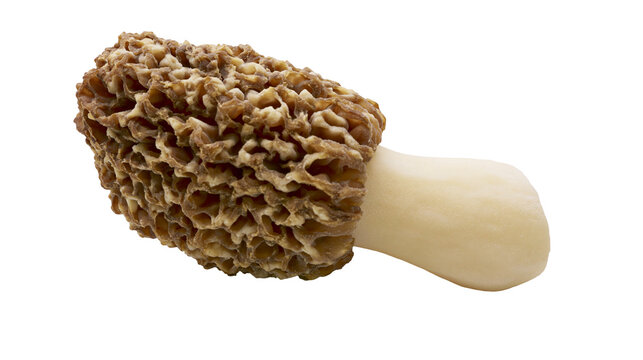 Brown honeycomb textured morel mushroom with pale stem, isolated on transparent background