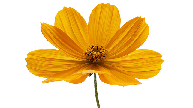 Vibrant yellow cosmos flower with delicate petals, isolated on transparent background