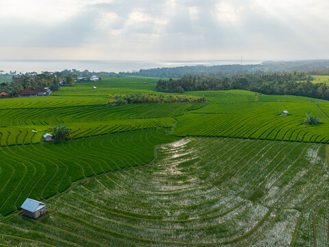 Aerial view of Soka Rice Field featuring lush green terraced rice paddies, small traditional huts, and distant ocean views under soft sun rays in Selemadeg, Bali, Indonesia.