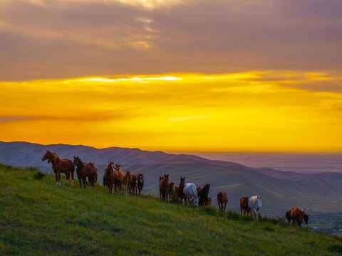 Herd of Horses Grazing on Grassy Hillside at Sunset