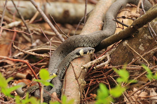 Grass snake (Natrix natrix) on the ground