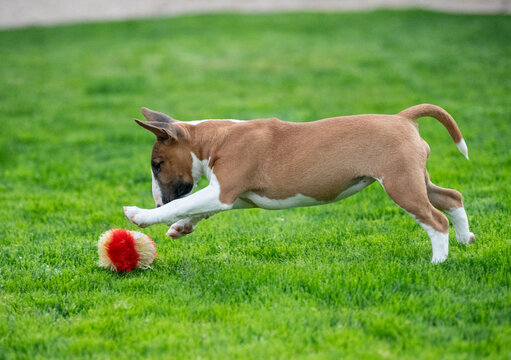 Red miniature bull terrier puppy playing with a toy
