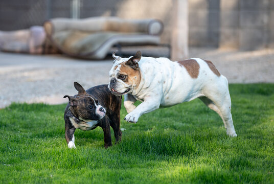 Whtie bulldog playing with a brindle puppy