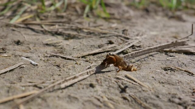 Mole cricket crawls across dry sandy soil surrounded by grass straws in macro view. Educational visual asset for entomology studies and soil ecology research.