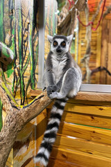 Fototapeta premium Ring-tailed lemur sitting on a tree branch in a zoo