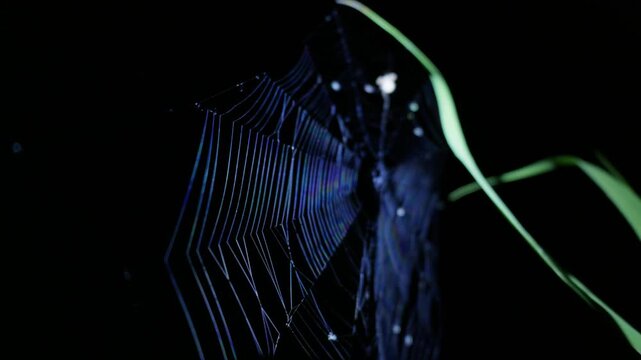 Intricate silk threads of an orb spider web reflect blue light against complete night darkness. Atmospheric visual reference ideal for nocturnal wildlife documentaries and education.