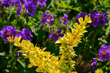 Berberys Thunberga (Berberis thunbergii) i Bodziszek wspaniały (Geranium magnificum), żółty berberys na tle fioletowego bodziszka, barberry shrub with bright yellow leaves and purple cranesbill flower © kateej