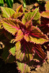 Koleus Blumego (Plectranthus scutellarioides), pokrzywka brazylijska, kolorowe, ozdobne liście koleusa, coleus, leaves of coleus plant in a pot © kateej