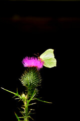 żółty motyl cytrynek siedzący na fioletowym kwiecie ostu (Carduus), listkowiec cytrynek (Gonepteryx rhamni),  Male common brimstone, yellow butterfly perched on a purple thistle flower © kateej