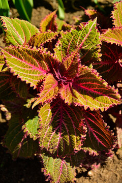 Koleus Blumego (Plectranthus scutellarioides), pokrzywka brazylijska, kolorowe, ozdobne liście koleusa, coleus, leaves of coleus plant in a pot