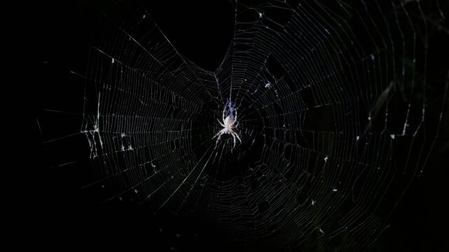Orb weaver spider sits centered in an intricate circular web against a dark night backdrop. Authentic visual asset illustrating nocturnal wildlife and arachnid predation behavior.