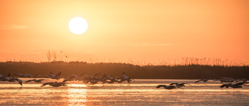 Flock of pelicans flying in the beautiful and famous natural park reservation Danube Delta, landmark of Romania