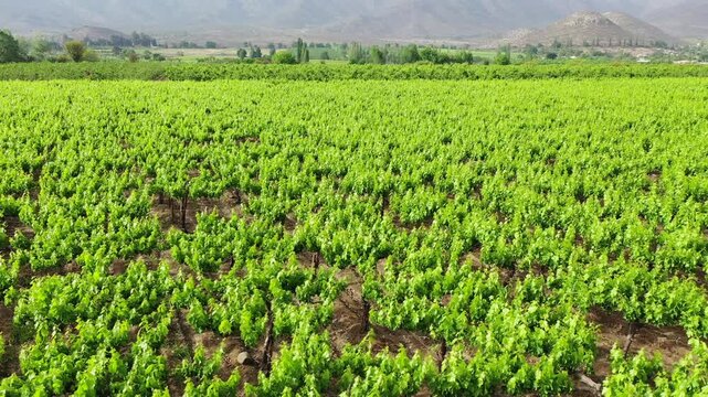 UVA de mesa los Andes 01