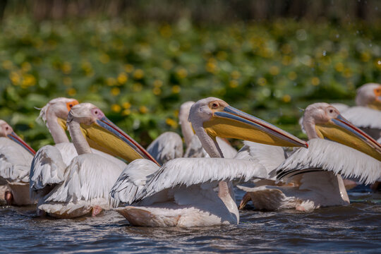 Flock of pelicans in the beautiful and famous natural park reservation Danube Delta, landmark of Romania