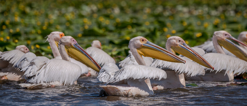 Flock of pelicans in the beautiful and famous natural park reservation Danube Delta, landmark of Romania
