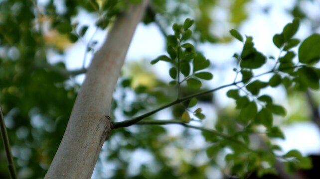 Close-up low-angle view of a slender pale tree trunk with small green moringa leaves against a blurred background.