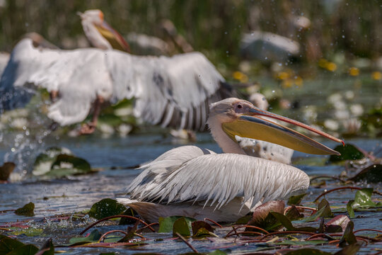 Flock of pelicans in the beautiful and famous natural park reservation Danube Delta, landmark of Romania