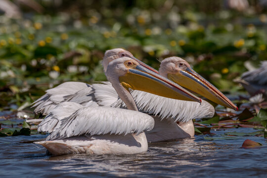 Flock of pelicans in the beautiful and famous natural park reservation Danube Delta, landmark of Romania