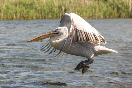 Pelican flying in the beautiful and famous natural park reservation Danube Delta, landmark of Romania