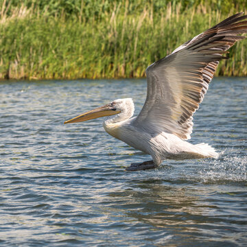 Pelican flying in the beautiful and famous natural park reservation Danube Delta, landmark of Romania