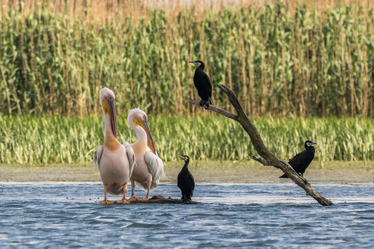 Pelicans and cormorants in the beautiful and famous natural park reservation Danube Delta, landmark of Romania