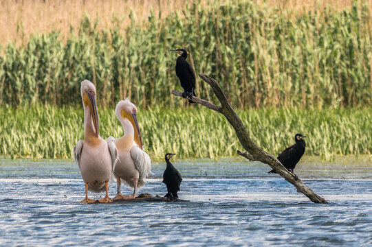 Pelicans and cormorants in the beautiful and famous natural park reservation Danube Delta, landmark of Romania