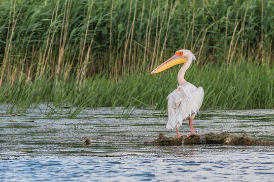 A pelican in the beautiful and famous natural park reservation Danube Delta, landmark of Romania