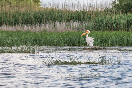A pelican in the beautiful and famous natural park reservation Danube Delta, landmark of Romania
