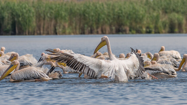 Flock of pelicans in the beautiful and famous natural park reservation Danube Delta, landmark of Romania
