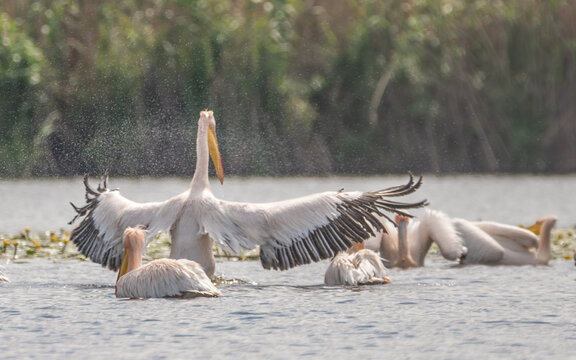 Flock of pelicans in the beautiful and famous natural park reservation Danube Delta, landmark of Romania