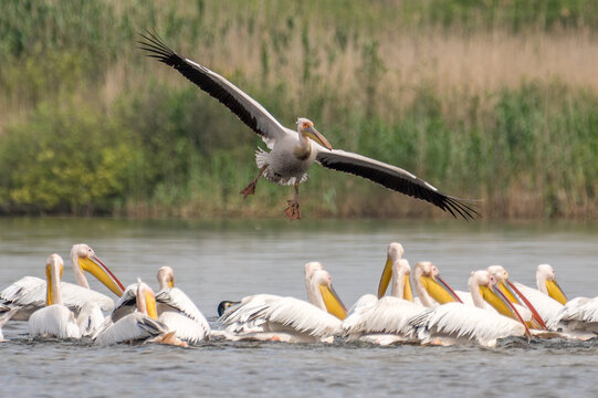 Flock of pelicans in the beautiful and famous natural park reservation Danube Delta, landmark of Romania