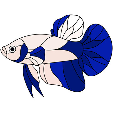 Blue and white male betta fish stained glass pattern vector illustration, Siamese fighting fish tiffany vitrage style design isolated on white background for craft and mosaic