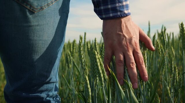 Rural lifestyle in action, Touching the crops gently, Harvest season in progress, Wheat plantation at sunrise, Working the land by hand, Green spikes in sunlight, Blue shirt and countryside