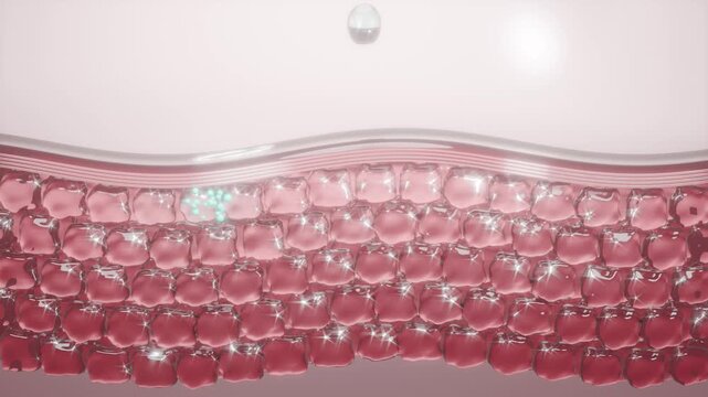 Skin restoration with serum Skin cell restoration layer diagram 4k