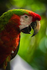 Hybrid macaw (Ara macao + Ara ambiguus) © JuanPablo