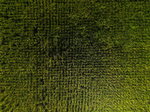 Aerial view of a lush green rice paddy field with geometric planting patterns in the agricultural landscape of Kecamatan Mengwi, Bali, Indonesia.