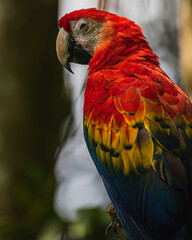 Scarlet macaw (Ara macao) © JuanPablo