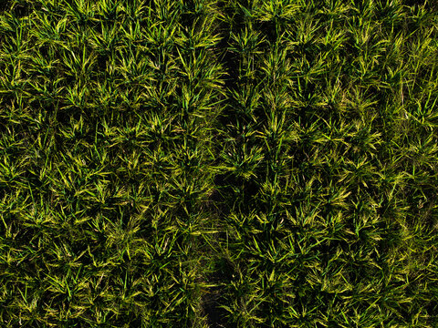 Aerial view of lush green rice paddy fields with intricate irrigation patterns in the agricultural landscape of Kecamatan Mengwi, Bali, Indonesia.