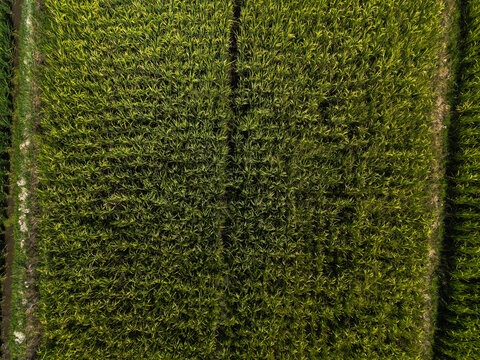 Aerial view of lush green rice fields with intricate irrigation patterns and vibrant agricultural textures in Kecamatan Mengwi, Bali, Indonesia.