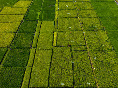 Aerial view of lush green and yellow rice paddy fields with rectangular plots and small flags in Kecamatan Mengwi, Bali, Indonesia.