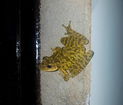 Brown Snouted Treefrog (Scinax fuscovarius) Resting on a Wall in Paraguay