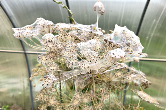 A web spun by mites completely covers the bush.