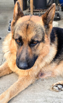 Close-up portrait of a German Shepherd